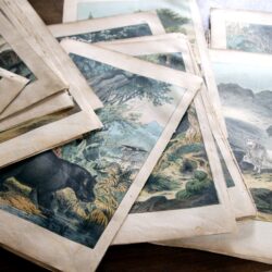 rec173　自然史博物画の版画　各種