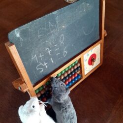 z143 お勉強ボード